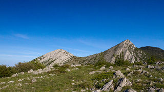 Divlji konji Velebita, foto: Leo Banic