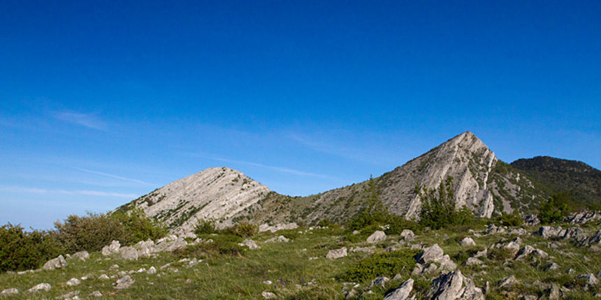 Divlji konji Velebita, foto: Leo Banic