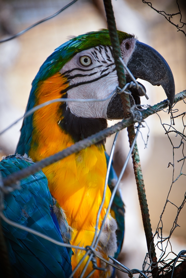 Zaton Obrovački: ZOO s egzotičnim i domaćim životinjama Zaton Obrovački: ZOO s egzotičnim i domaćim životinjama