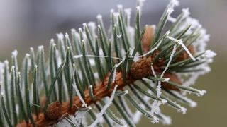 Zbog jutarnjih temperatura u minusu raslinje na kontinentu je prekriveno injem