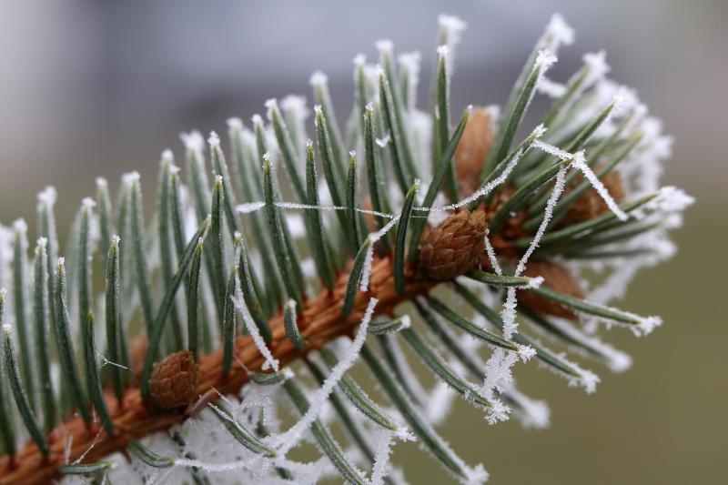 Zbog jutarnjih temperatura u minusu raslinje na kontinentu je prekriveno injem