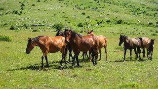 Velebit: Konji u Libinju