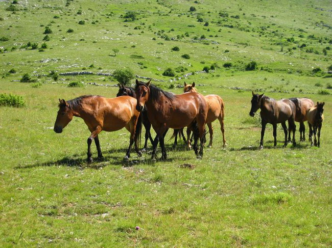 Velebit: Konji u Libinju