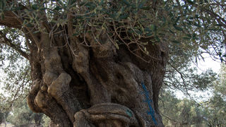 Berba maslina u Lunu, foto: V. Pesic