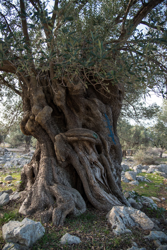 Berba maslina u Lunu, foto: V. Pesic