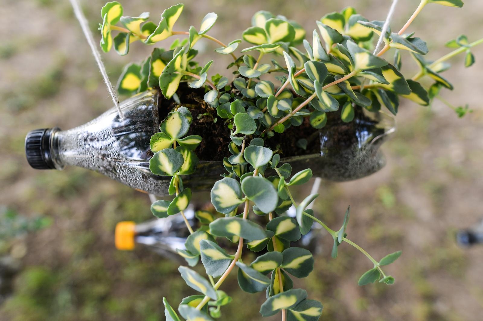 Pogledajte cvijetne fantazije na 53. Floraartu