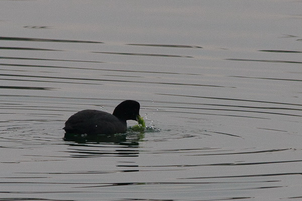 Liske u uvali Bregdetti