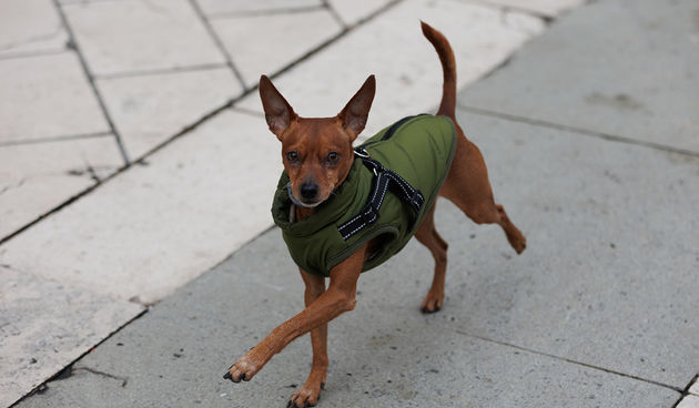 Đir po gradu 22. prosinca 2021.