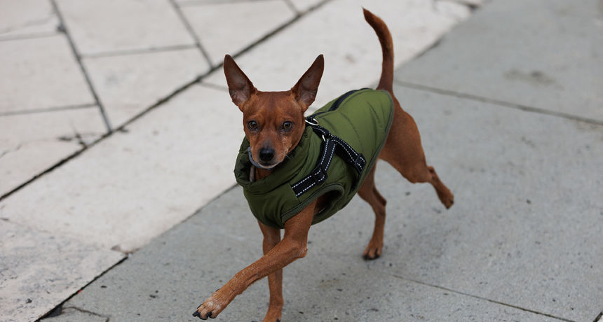 Đir po gradu 22. prosinca 2021. Đir po gradu 22. prosinca 2021.