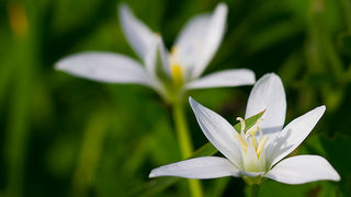 Priroda, cvijece, livada, sparoge, foto: Leo Banic