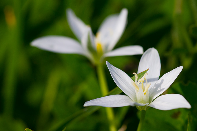 Priroda, cvijece, livada, sparoge, foto: Leo Banic