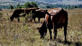 Pogled na impozantni Kremen