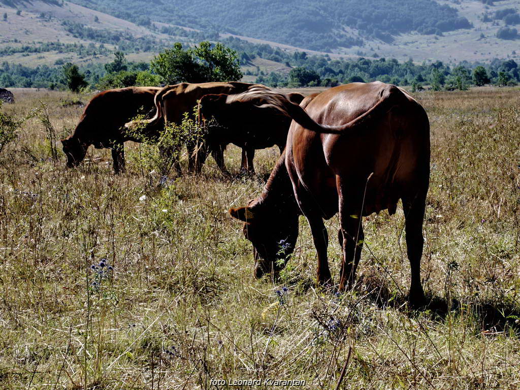 Pogled na impozantni Kremen