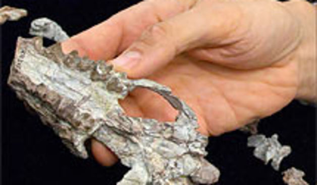 Indohyus (Foto: jutarnji.hr)