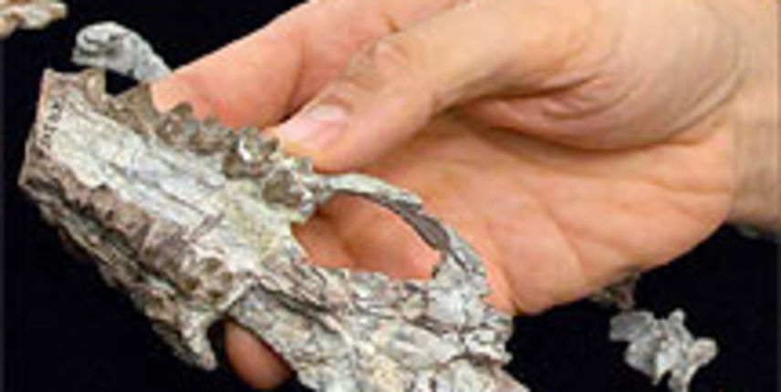 Indohyus (Foto: jutarnji.hr) Indohyus (Foto: jutarnji.hr)