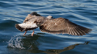 Jutarnja svađa galebova, foto: Leo Banić