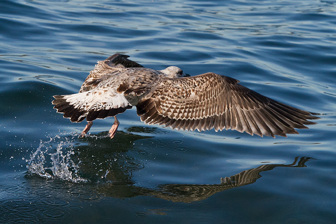 Jutarnja svađa galebova, foto: Leo Banić