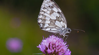 Cvijeće, bube, pauk, foto: Leo Banić