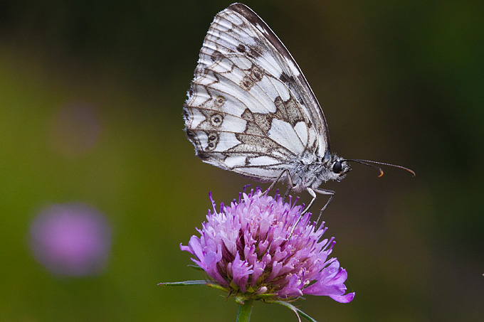 Cvijeće, bube, pauk, foto: Leo Banić