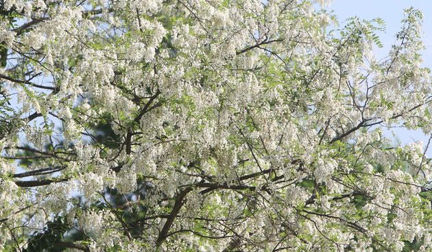 Stablo bagrema u cvatu