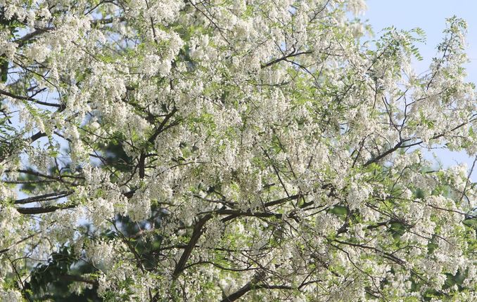 Stablo bagrema u cvatu Stablo bagrema u cvatu