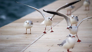 Galebov let (foto:Saša Čuka)