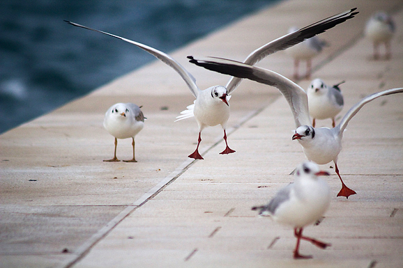 Galebov let (foto:Saša Čuka)