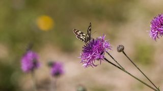 Simpatična galerija koja prikazuje životinjsku farmu na najvišem južnom vrhu Velebita – Crnopcu Simpatična galerija koja prikazuje životinjsku farmu na najvišem južnom vrhu Velebita – Crnopcu