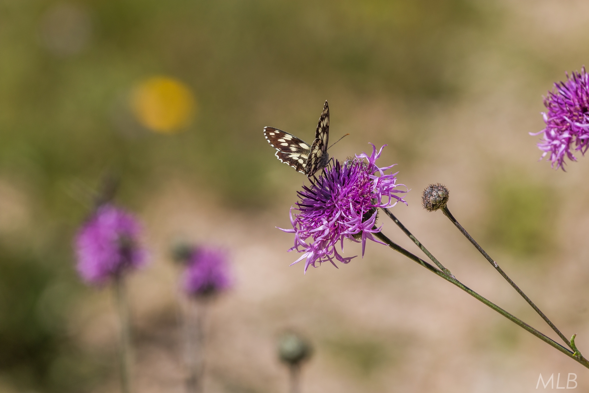 Simpatična galerija koja prikazuje životinjsku farmu na najvišem južnom vrhu Velebita – Crnopcu Simpatična galerija koja prikazuje životinjsku farmu na najvišem južnom vrhu Velebita – Crnopcu