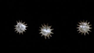 KLZ: “Zvjezdica” za početak nove sezone, foto: Iva Perinčić