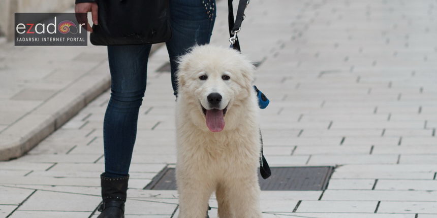 Đir po gradu, srijeda 14. ožujka 2018., pas, psi, kućni ljubimci