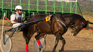 Polača: 14. Međunarodne konjičke utrke “Oluja 95”, Foto: Leo Banić Polača: 14. Međunarodne konjičke utrke “Oluja 95”, Foto: Leo Banić