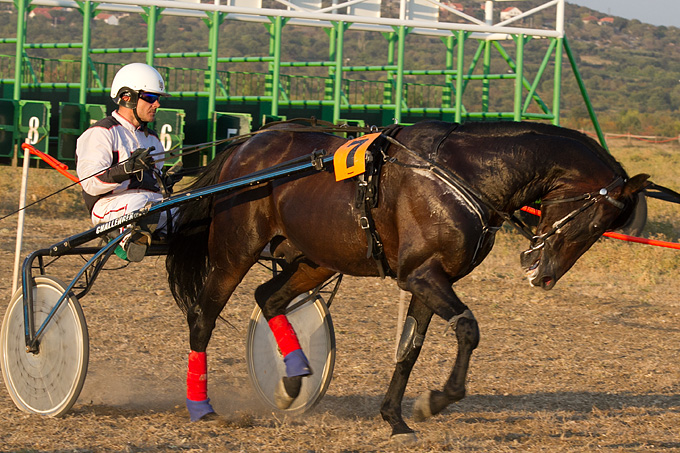 Polača: 14. Međunarodne konjičke utrke “Oluja 95”, Foto: Leo Banić Polača: 14. Međunarodne konjičke utrke “Oluja 95”, Foto: Leo Banić