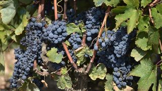 Vinogradi u Donjem polju kod Šibenika prepuni su zdravog crnog i bijeloga grozđa a ovih dana očekuju se i prve prve berbe. Photo: Hrvoje Jelavić/PIXSELL Vinogradi u Donjem polju kod Šibenika prepuni su zdravog crnog i bijeloga grozđa a ovih dana očekuju se i prve prve berbe. Photo: Hrvoje Jelavić/PIXSELL