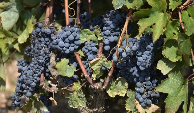 Vinogradi u Donjem polju kod Šibenika prepuni su zdravog crnog i bijeloga grozđa a ovih dana očekuju se i prve prve berbe.  Photo: Hrvoje Jelavić/PIXSELL