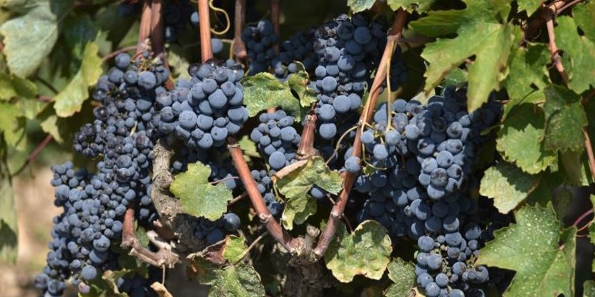 Vinogradi u Donjem polju kod Šibenika prepuni su zdravog crnog i bijeloga grozđa a ovih dana očekuju se i prve prve berbe.  Photo: Hrvoje Jelavić/PIXSELL