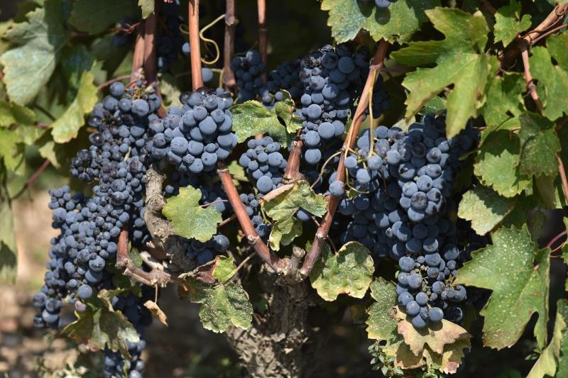 Vinogradi u Donjem polju kod Šibenika prepuni su zdravog crnog i bijeloga grozđa a ovih dana očekuju se i prve prve berbe. Photo: Hrvoje Jelavić/PIXSELL Vinogradi u Donjem polju kod Šibenika prepuni su zdravog crnog i bijeloga grozđa a ovih dana očekuju se i prve prve berbe. Photo: Hrvoje Jelavić/PIXSELL