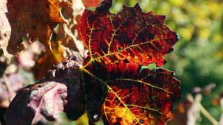 Boje jeseni u vinogradu Boje jeseni u vinogradu