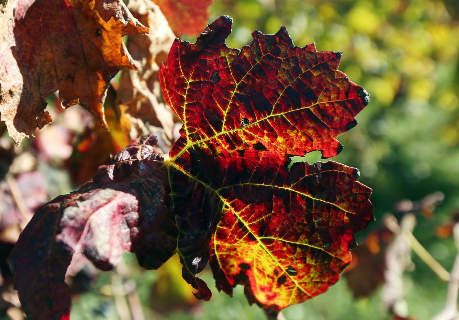 Boje jeseni u vinogradu Boje jeseni u vinogradu