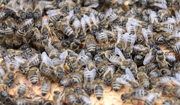 Mursko Sredisce – Branko Lipic, predsjednik pcelarske udruge “Agacija” pokazuje svoje kosnice i govori o utjecaju neobicno toplog vremena na pcele. Photo: Vjeran Zganec-Rogulja/PIXSELL