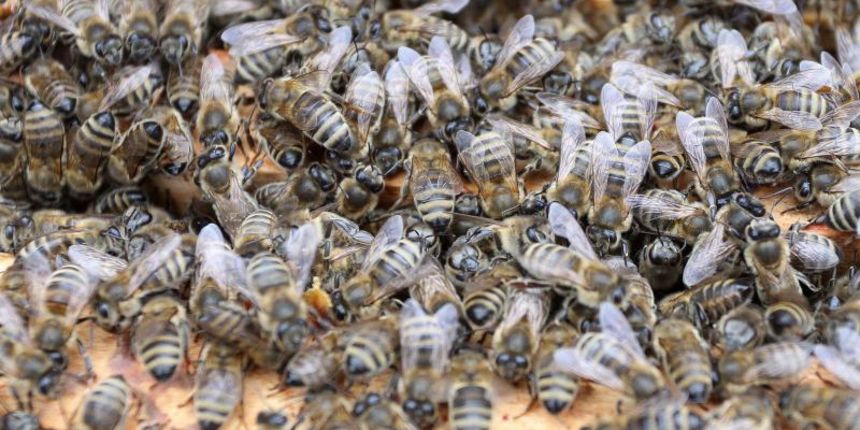 Mursko Sredisce – Branko Lipic, predsjednik pcelarske udruge “Agacija” pokazuje svoje kosnice i govori o utjecaju neobicno toplog vremena na pcele. Photo: Vjeran Zganec-Rogulja/PIXSELL