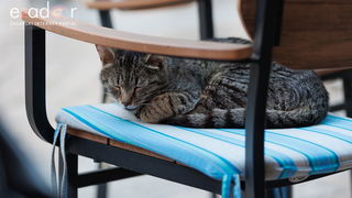 Večernji đir po gradu 18. lipnja 2024. Večernji đir po gradu 18. lipnja 2024.