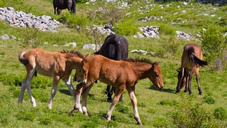 Velebitski divlji konji, Foto: Leo Banić