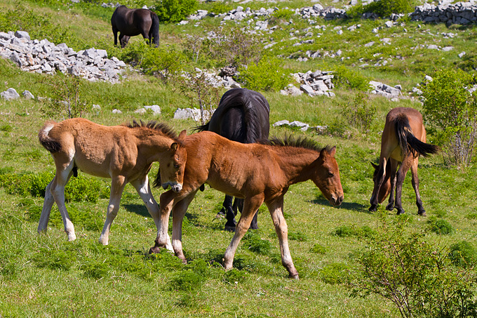 Velebitski divlji konji, Foto: Leo Banić