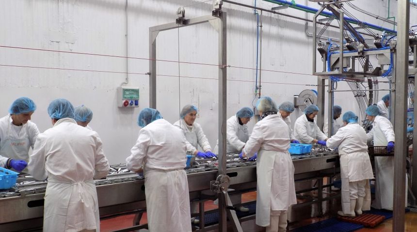 zaposlenost, gospodarstvo, prerada ribe, ribarstvo zaposlenost, gospodarstvo, prerada ribe, ribarstvo