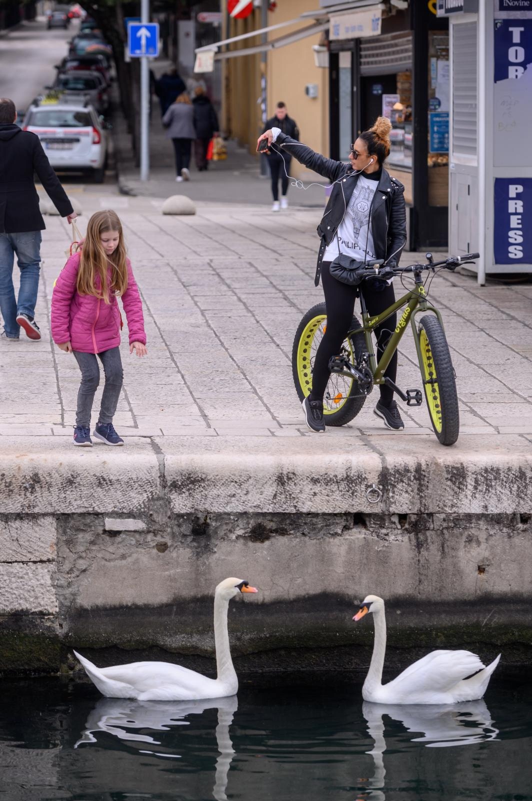 Labudovi pored mosta uveseljavaju Zadrane Labudovi pored mosta uveseljavaju Zadrane