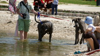 Zadar: Medjunarodna izlozba pasa CACIB 1. svibnja 2010.