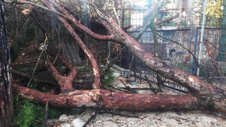 Nevera devastirala Zadarski azil Nevera devastirala Zadarski azil