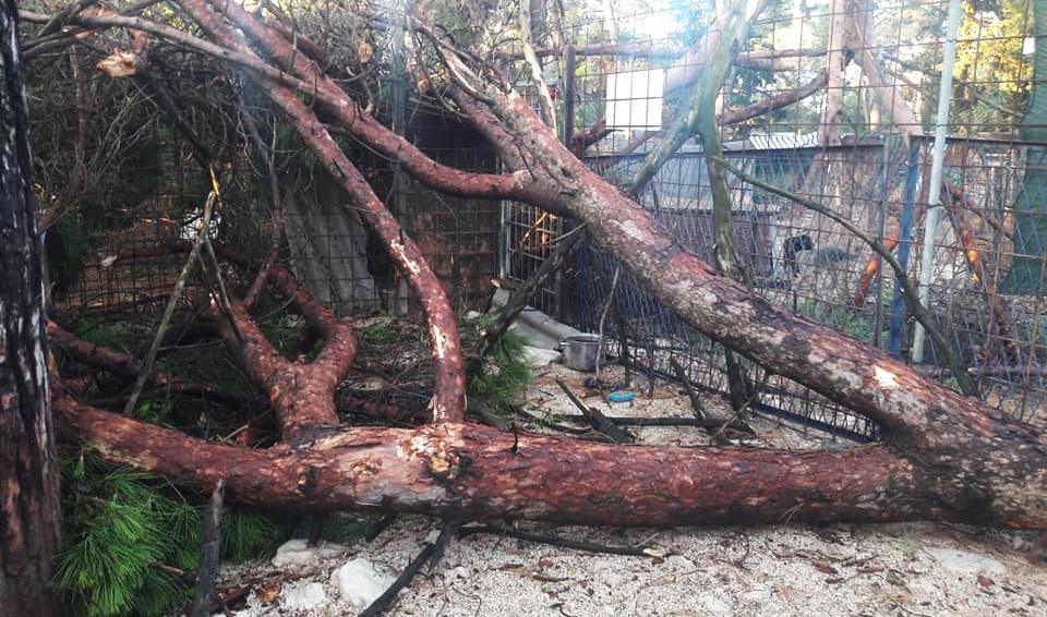 Nevera devastirala Zadarski azil Nevera devastirala Zadarski azil