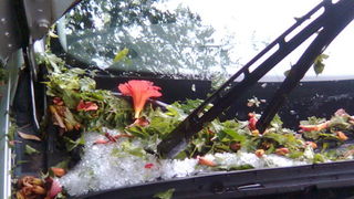 Pijavica s gradom poharala Dolaske Drage, Foto: Maria Dell’Orco Pijavica s gradom poharala Dolaske Drage, Foto: Maria Dell’Orco